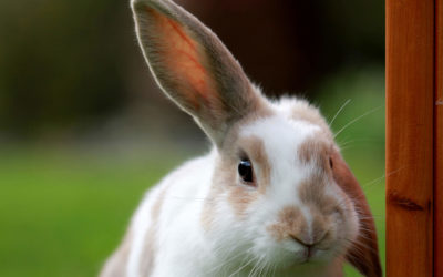 Nejlepší pamlsky pro králíčky a morčata